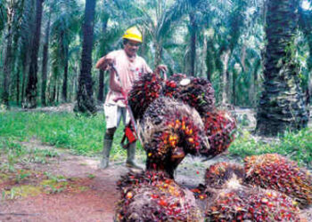 Petani sawit.(Ist)