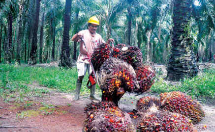 Petani sawit.(Ist)