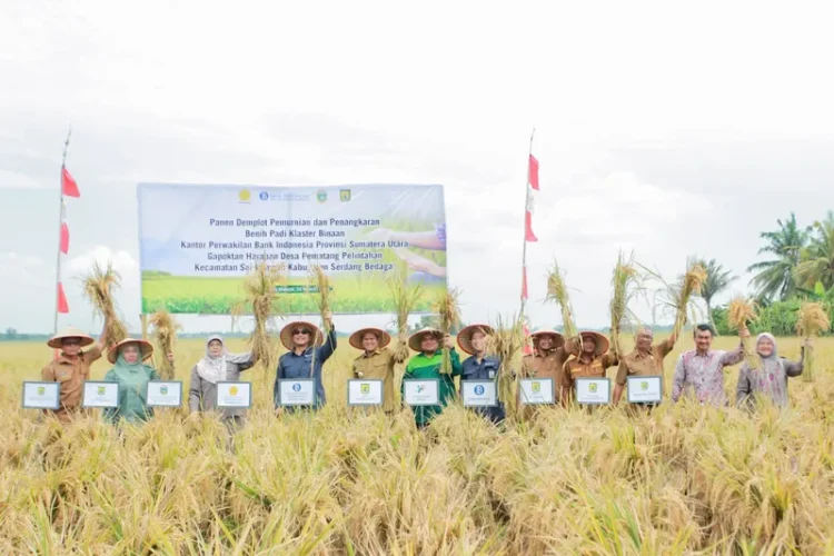 Foto: Kegiatan “Panen Bersama Demonstration Plot (Demplot) Pemurnian dan Penangkaran Benih di Klaster Padi Gapoktan Harapan, Kabupaten Serdang Bedagai", Selasa (22/08/2023).(Dok:BI Sumut)
