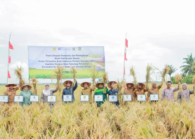 Foto: Kegiatan “Panen Bersama Demonstration Plot (Demplot) Pemurnian dan Penangkaran Benih di Klaster Padi Gapoktan Harapan, Kabupaten Serdang Bedagai", Selasa (22/08/2023).(Dok:BI Sumut)