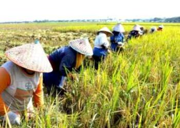 Juli 2023, Nilai Tukar Petani di Sumut Mengalami Kenaikan 0,11 Persen