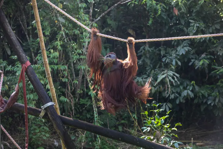 Foto: Orangutan Haven hadir memberikan perawatan dan kesejahteraan bagi Orangutan selama sisa hidup mereka.(Dok:YEL)