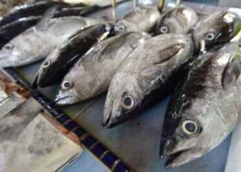 Wow! Harga Ikan Tongkol di Banda Aceh Rp 3 Ribu/Kg