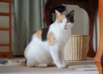 Wow! Wanita Ini Kasih Warisan Rp 67 M ke Kucing