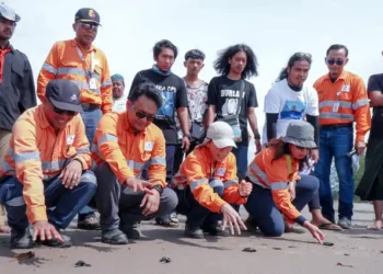 pelepasan tukik