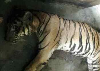 Satwa Bermatian, Medan Zoo Tutup di Tangan Bobby Nasution?