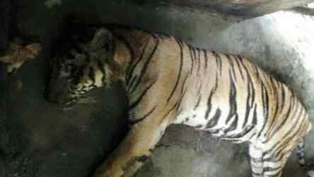Foto: Harimau mati di Kebun Binatang Medan.