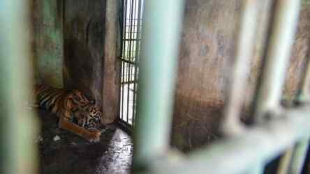 Foto: Medan Zoo