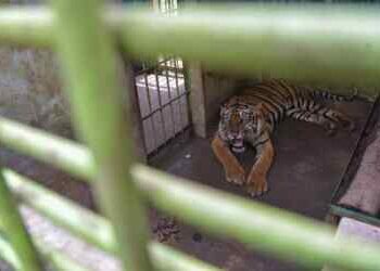 Satwa Bermatian, Walhi Sumut Minta Medan Zoo Segera Ditutup