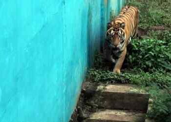 Harimau di Medan Zoo Mati Lagi!