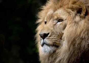 Singa