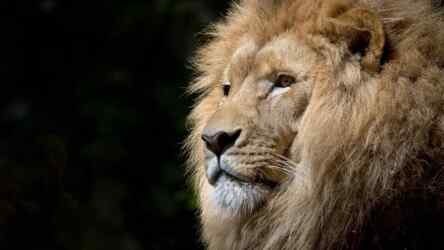 Singa