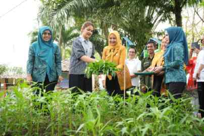 Foto: Panen kangkung