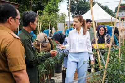 Foto: Panen Cabai Merah