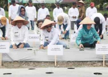 Tanam Cabai