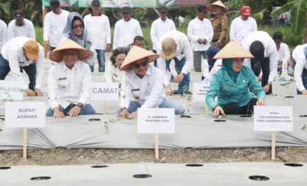Foto: Tanam Cabai