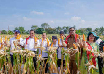 Panen Jagung