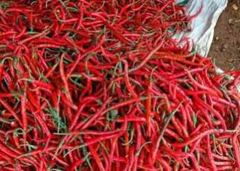 Harga Cabai Meroket, Pengusaha Makanan di Medan Menjerit
