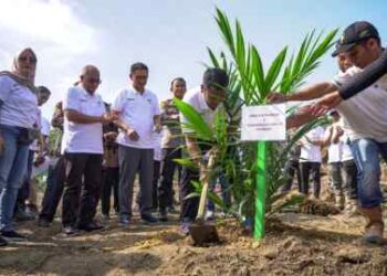 Tanam Perdana Sawit