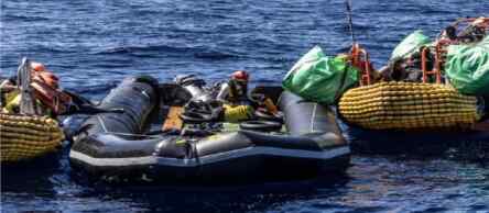 Foto: Peahu migran
