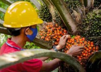 Diskriminasi UE terhadap Sawit, Malaysia menang di WTO