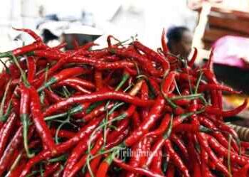 Harga Cabai Merah di Sumut Tembus Rp 110 Ribu Per Kg