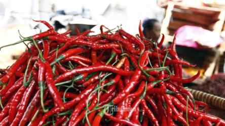 Foto: Cabai merah.