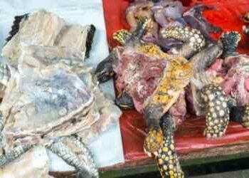 Makan Daging Penyu, 9 Orang Tewas- Puluhan Dilarikan ke RS