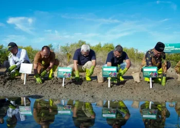 Mangrove Aceh