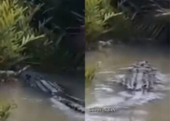 Medan Labuhan Dihebohkan Penampakan Buaya