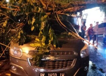 Hujan Deras di Medan, Pohon Tumbang Timpa 2 Mobil