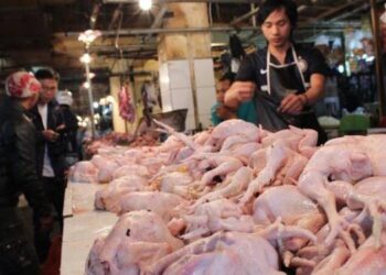 Terus Naik, Harga Daging Ayam di Medan Makin Mahal