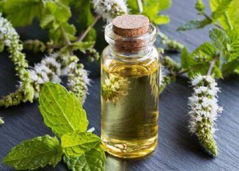 Daun Peppermint