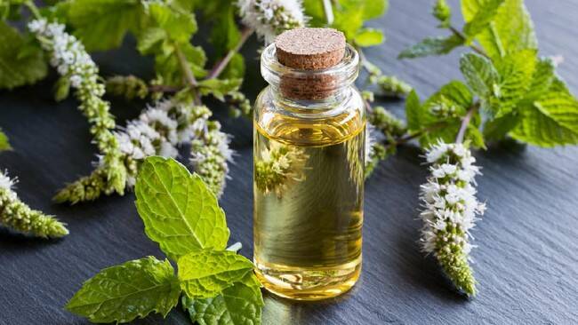 Foto: Daun Peppermint