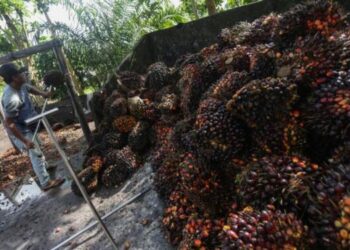 Harga TBS Sawit di Sumut Lesu!