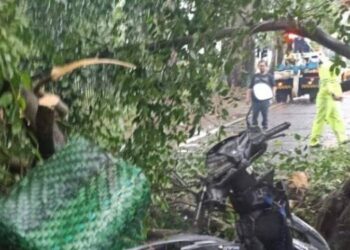 Pengendara di Jalan Imam Bonjol Medan Tewas Tertimpa Pohon Tumbang