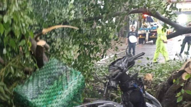 Foto: Pengendara motor di Jalan Imam Bonjol Medan meninggal tertimpa pohon saat hujan deras-angin kencang, Jumat sekitar 13.30 WIB.