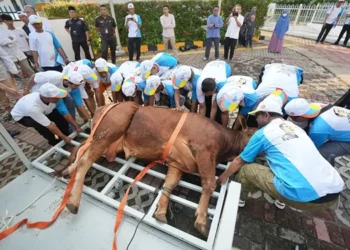 Pemotongan Hewan Kurban