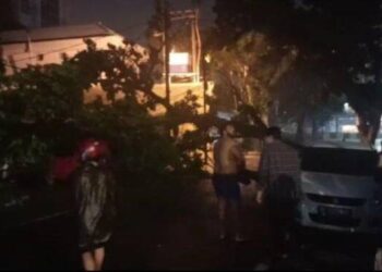 Dua Mobil Tertimpa Pohon di Jalan Gajah Mada Medan