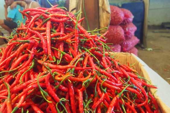Foto: Cabai merah.