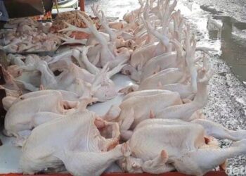 Harga Daging Ayam di Sumut Terus Anjlok