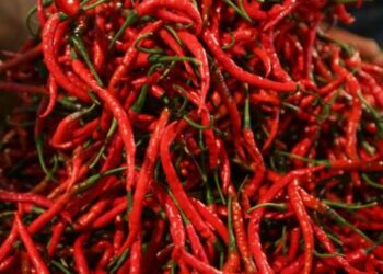 Jelang Idul Adha, Harga Cabai di Medan Naik Tembus Rp 65 Ribu/Kg