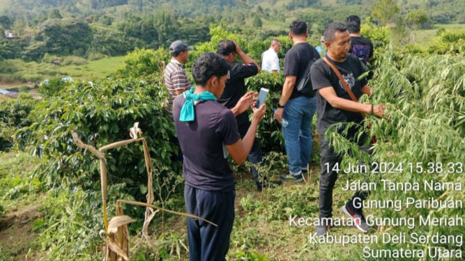 Ladang Ganja