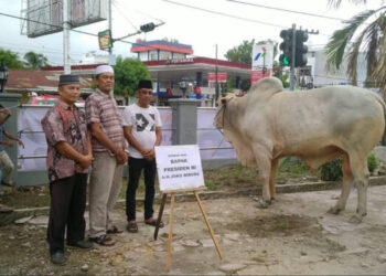 Sapi Kurban Jokowi