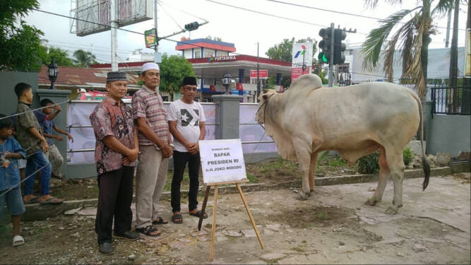 Foto: Sapi Kurban Jokowi