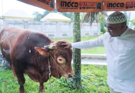 Foto: Sapi Kurban