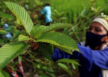 Tanaman kratom