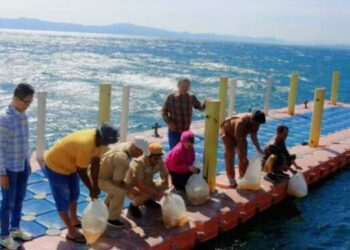 Dinas Pertanian, Ketahanan Pangan dan PerikananKabupaten Dairi tabur bibit ikan di perairan Tao Silalahi (Danau Toba) di Kecamatan Silalahi.