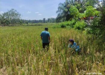 Ratusan Hektare Sawah di Palas Gagal Panen, Ini Penyebabnya