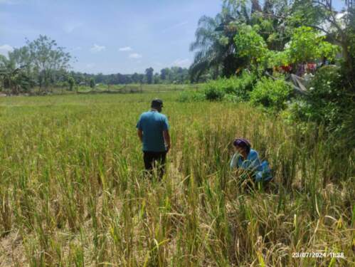 Foto: Ratusan hektar padi di lahan persawahan masyarakat di Kecamatan Sihapas Barumun diserang hama sehingga gagal panen.